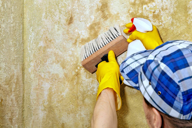 Trusted Selma, TX Mold Removal Experts